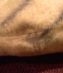 bare-bruised-tigger-spot